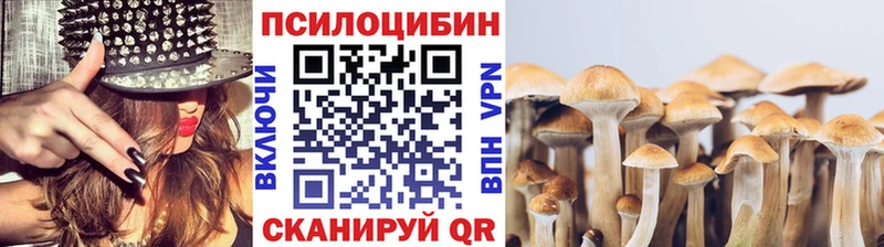 Галлюциногенные грибы Psilocybe  Чкаловск 